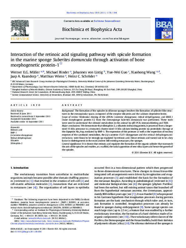 (PDF) Interaction of the retinoic acid signaling pathway with spicule ...