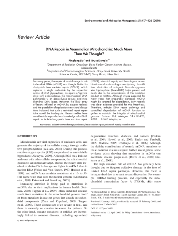 (PDF) DNA repair in mammalian mitochondria: Much more than we thought?