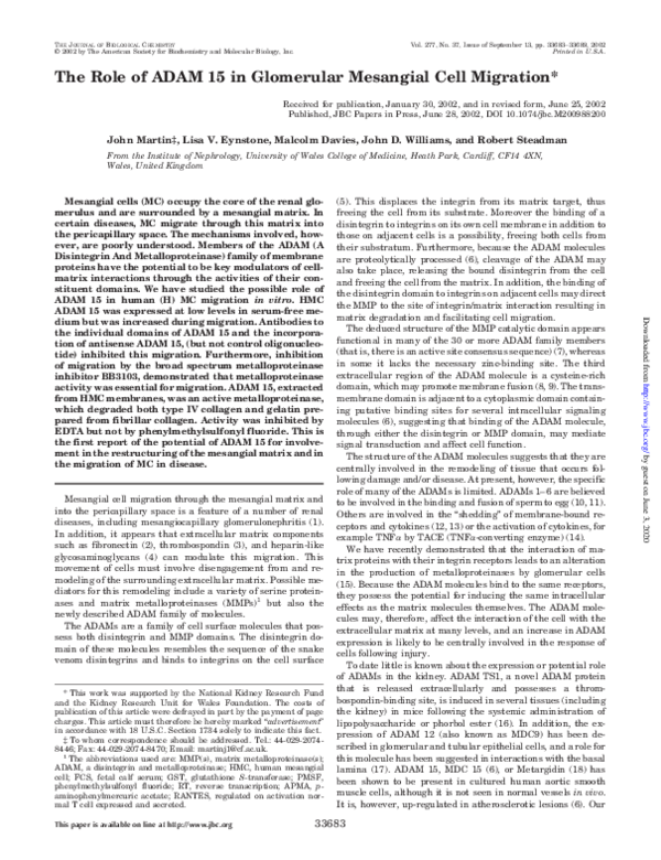 (PDF) The Role of ADAM 15 in Glomerular Mesangial Cell Migration