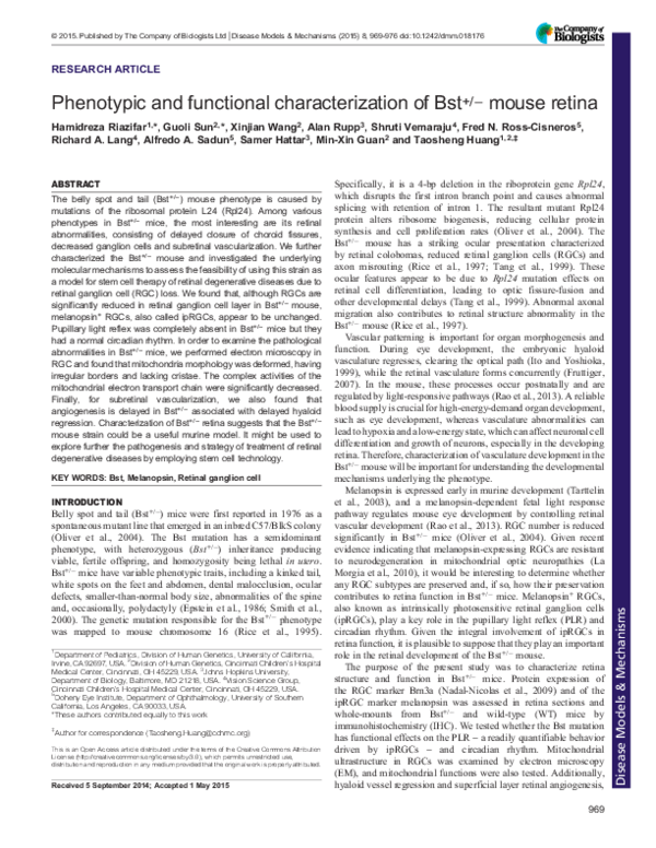 (PDF) Phenotypic and functional characterization of Bst+/- mouse retina