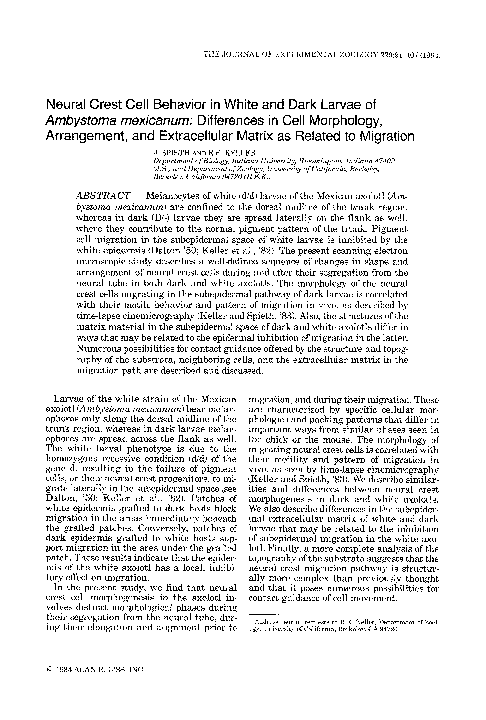(PDF) Neural crest cell behavior in white and dark larvae of Ambystoma ...