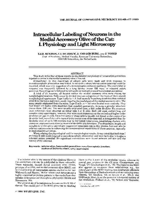 (PDF) Intracellular labeling of neurons in the medial accessory olive ...