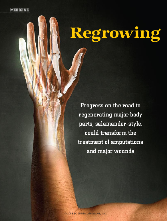 (PDF) Regrowing Human Limbs