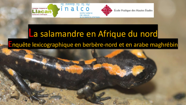 (PDF) Se représenter la salamandre en Afrique du nord, Les motivations ...