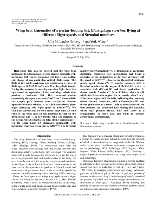 (PDF) Wing beat kinematics of a nectar-feeding bat,Glossophaga soricina ...