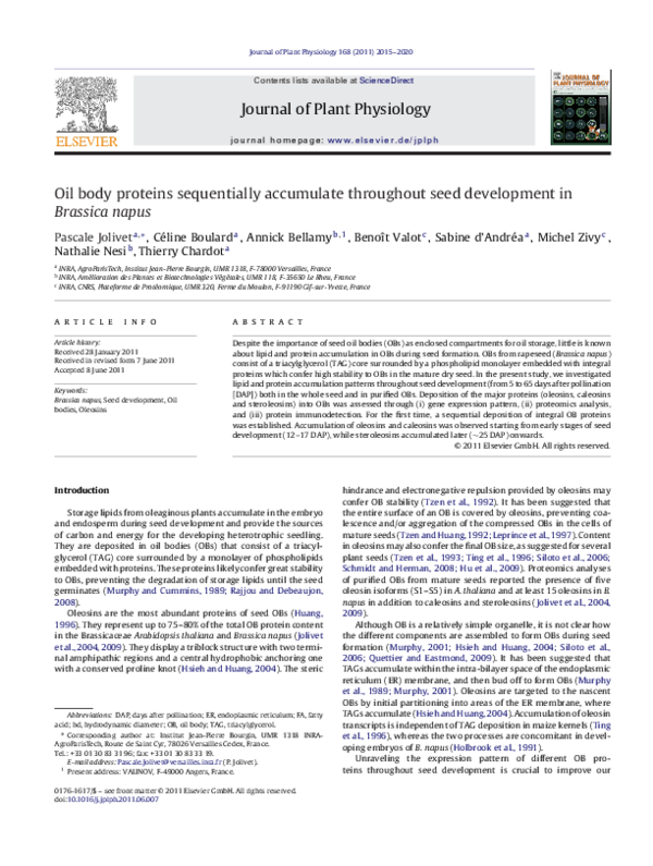 (PDF) Oil body proteins sequentially accumulate throughout seed ...