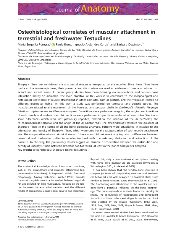 (PDF) Osteohistological correlates of muscular attachment in ...