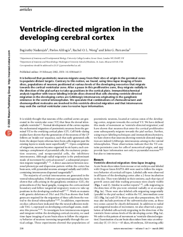 (PDF) Ventricle-directed migration in the developing cerebral cortex