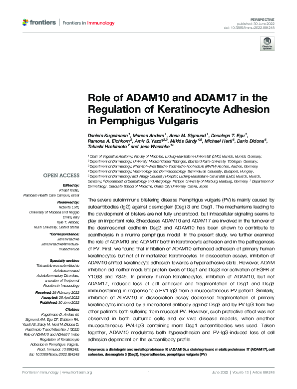 (PDF) Role of ADAM10 and ADAM17 in the Regulation of Keratinocyte ...