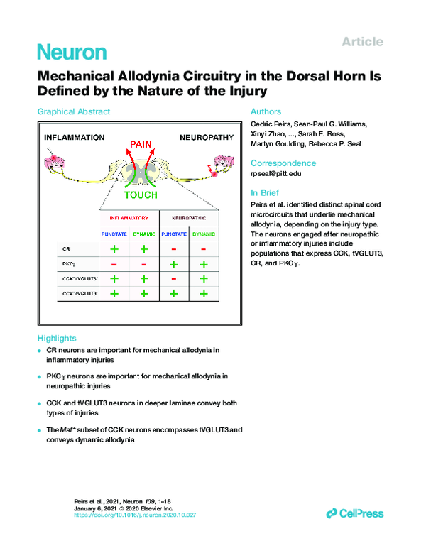 (PDF) Mechanical Allodynia Circuitry in the Dorsal Horn Is Defined by ...