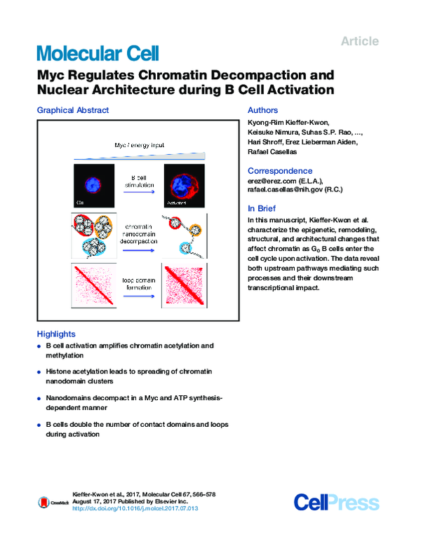 (PDF) Myc Regulates Chromatin Decompaction and Nuclear Architecture ...