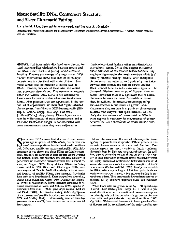 (PDF) Mouse satellite DNA, centromere structure, and sister chromatid ...