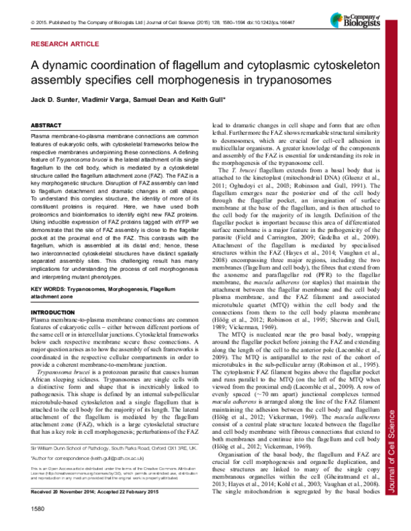 (PDF) A dynamic coordination of flagellum and cytoplasmic cytoskeleton ...