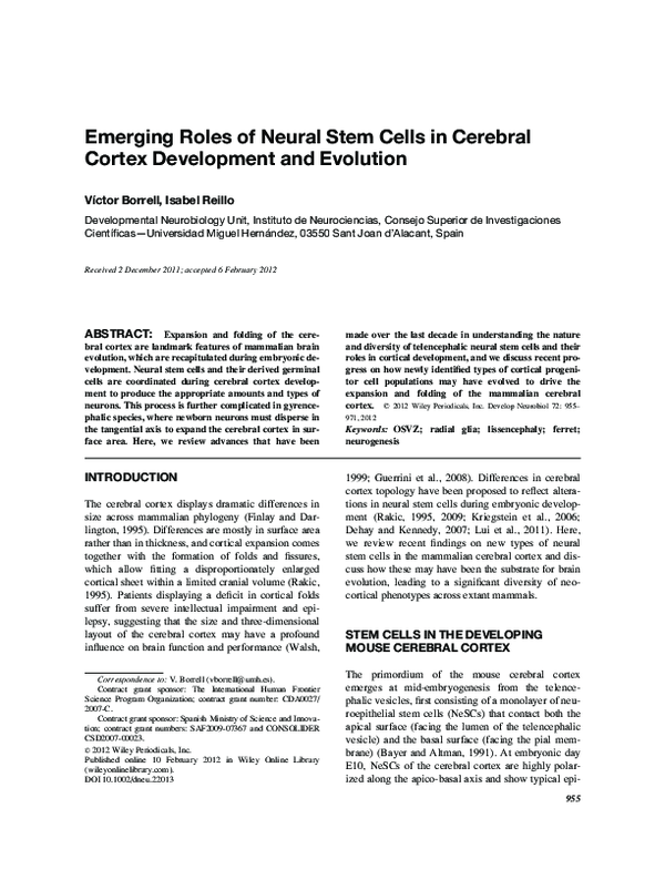 (PDF) Emerging roles of neural stem cells in cerebral cortex ...