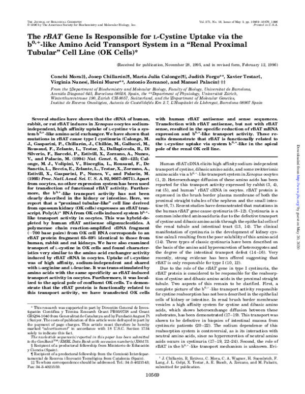 (PDF) The rBAT Gene Is Responsible for L-Cystine Uptake via the bo ...