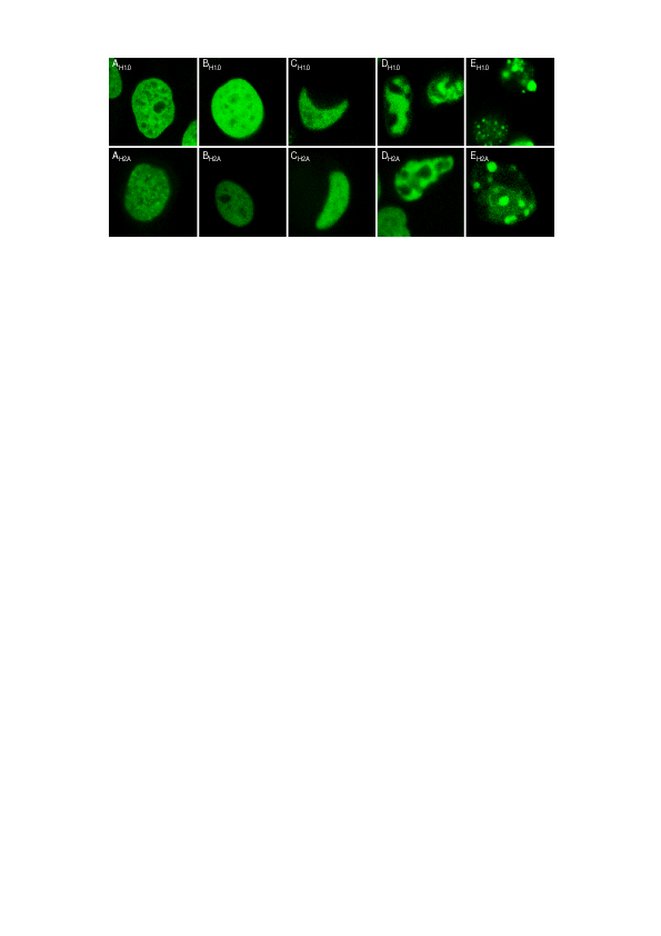 (PDF) Nuclear Volume Nuclear Membrane Area Cell Cycle controlled ...