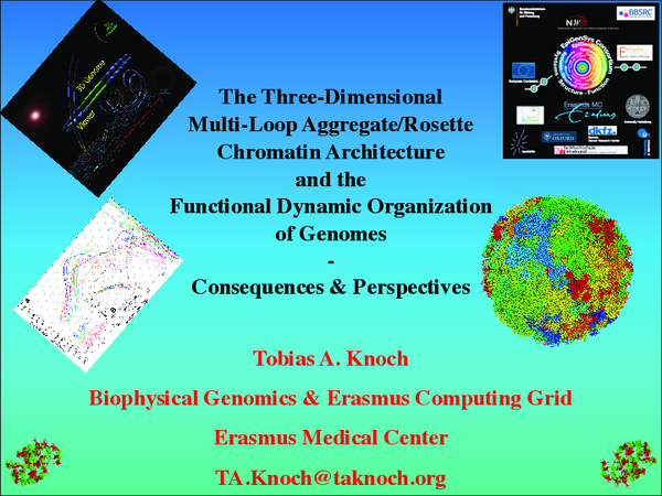 (PDF) The three-dimensional multi-loop aggregate/rosette chromatin ...