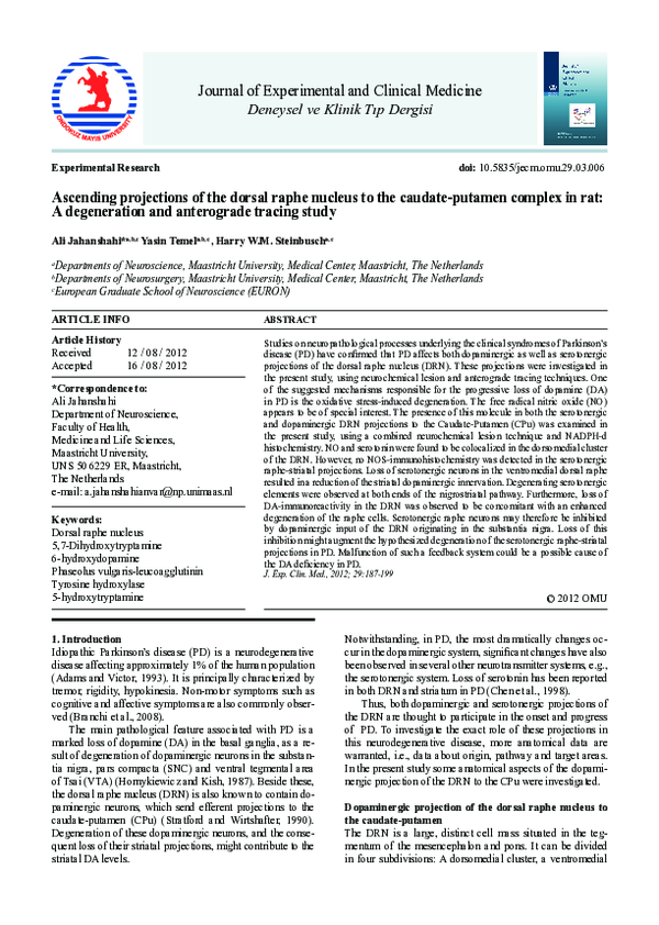 (PDF) Ascending projections of the dorsal raphe nucleus to the caudate ...