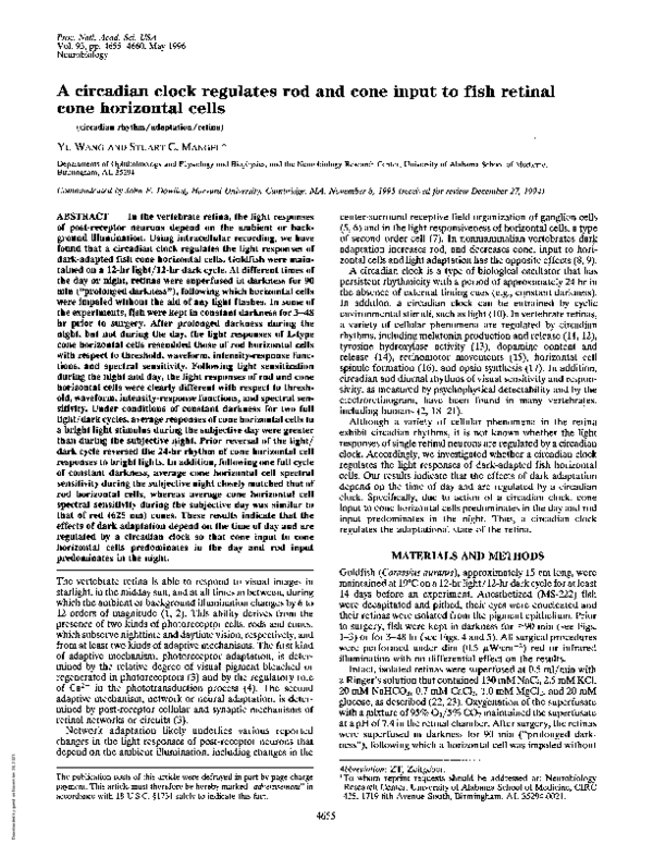 (PDF) A circadian clock regulates rod and cone input to fish retinal ...