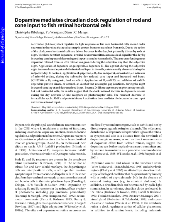 (PDF) Dopamine mediates circadian clock regulation of rod and cone ...