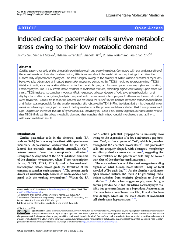 (PDF) Induced cardiac pacemaker cells survive metabolic stress owing to ...