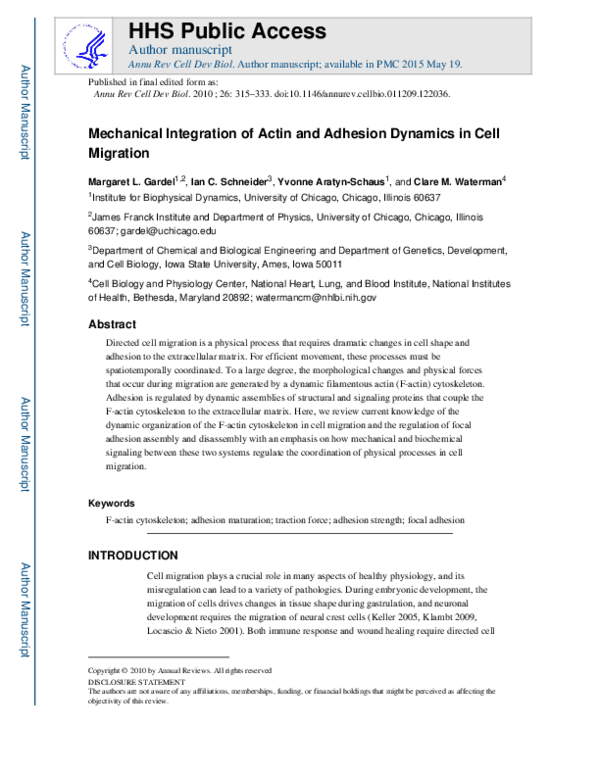 (PDF) Mechanical Integration of Actin and Adhesion Dynamics in Cell ...