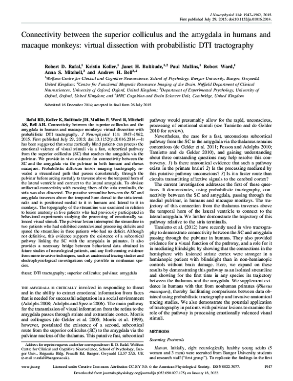 (PDF) Connectivity between the superior colliculus and the amygdala in ...
