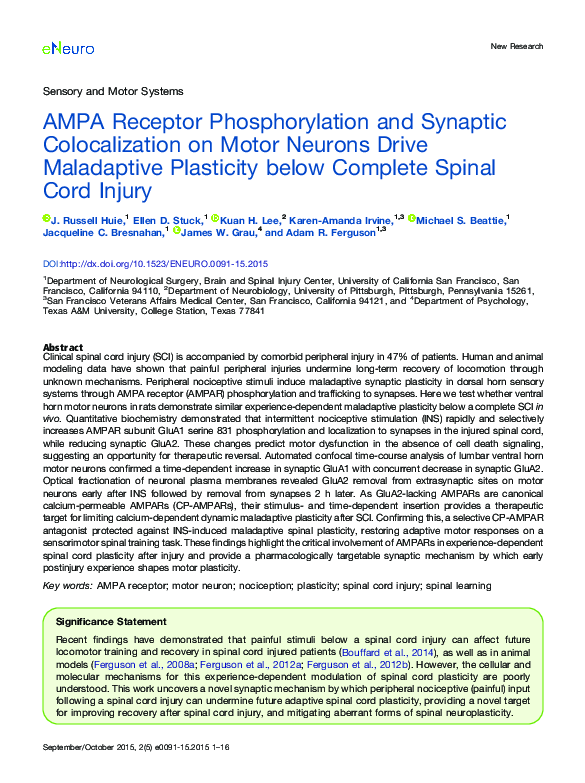 (PDF) AMPA Receptor Phosphorylation and Synaptic Colocalization on ...