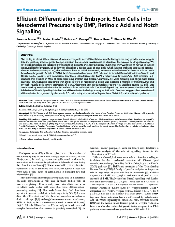 (PDF) Efficient Differentiation of Embryonic Stem Cells into Mesodermal ...