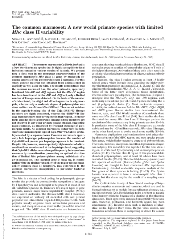 (PDF) The common marmoset: A new world primate species with limited Mhc ...