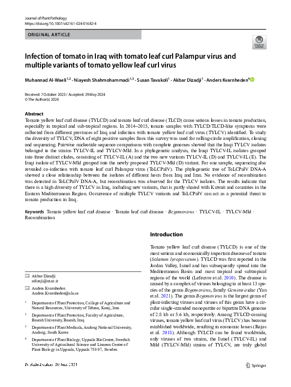 (PDF) Infection of tomato in Iraq with tomato leaf curl Palampur virus ...