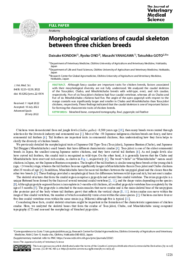 (PDF) Morphological variations of caudal skeleton between three chicken ...