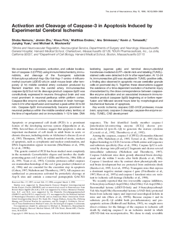 (PDF) Activation and Cleavage of Caspase-3 in Apoptosis Induced by ...