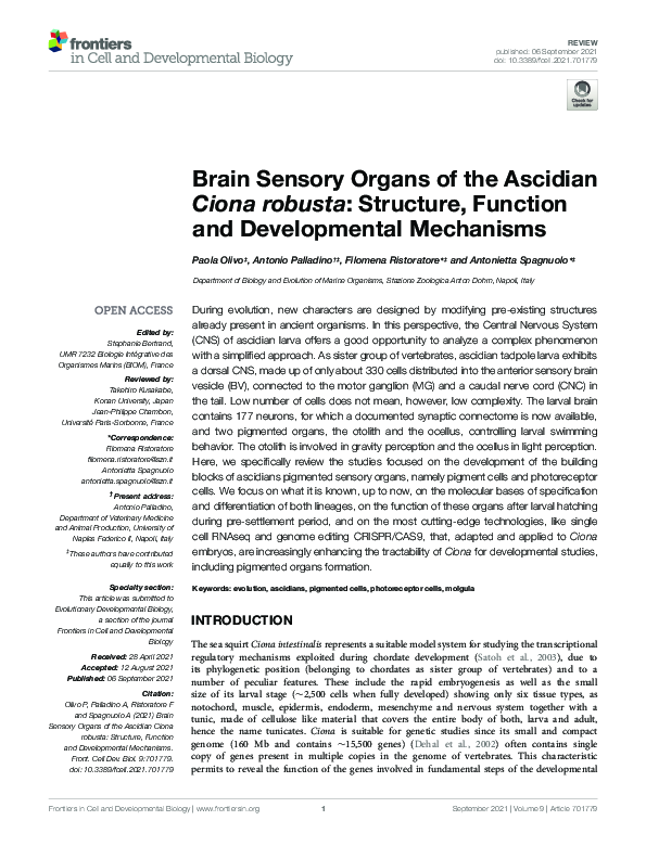 (PDF) Brain Sensory Organs of the Ascidian Ciona robusta: Structure ...