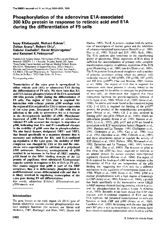 (PDF) Phosphorylation of the adenovirus E1A-associated 300 kDa protein ...