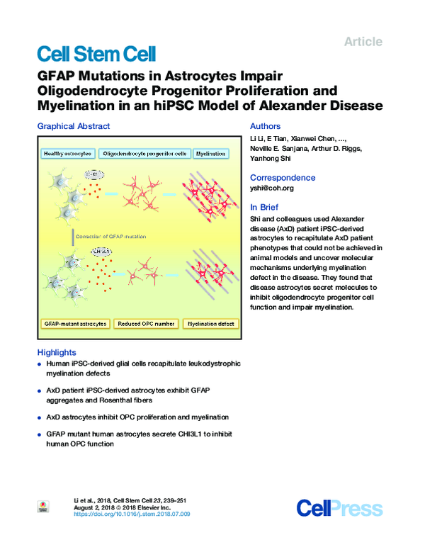(PDF) GFAP Mutations in Astrocytes Impair Oligodendrocyte Progenitor ...