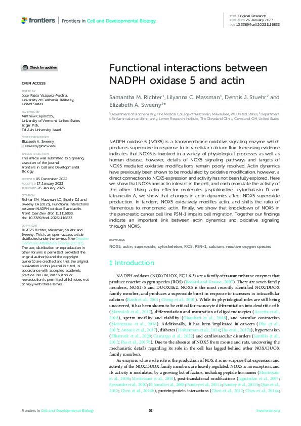 (PDF) Functional interactions between NADPH oxidase 5 and actin