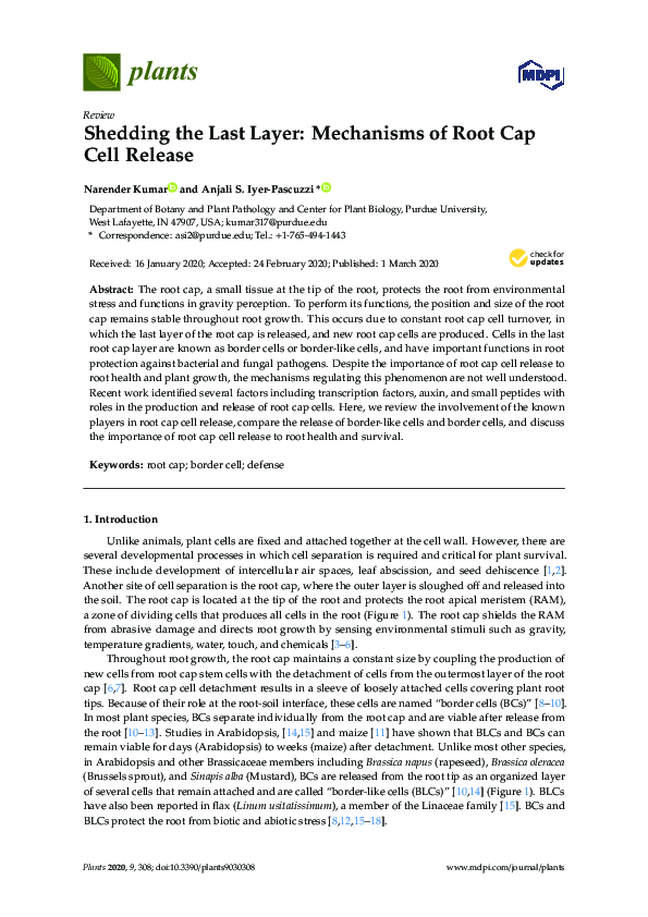 (PDF) Shedding the Last Layer: Mechanisms of Root Cap Cell Release