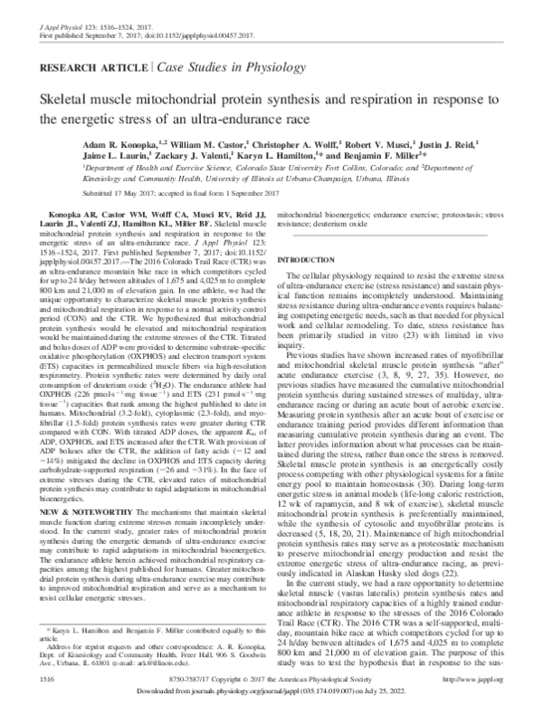 (PDF) Skeletal muscle mitochondrial protein synthesis and respiration ...
