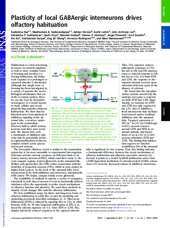 (PDF) Plasticity of local GABAergic interneurons drives olfactory ...