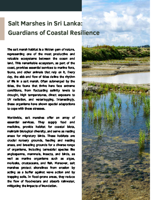(PDF) Salt Marshes in Sri Lanka: Guardians of Coastal Resilience