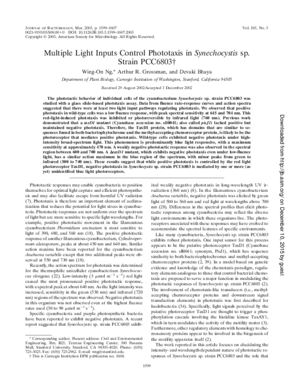 (PDF) Multiple Light Inputs Control Phototaxis in Synechocystis sp ...