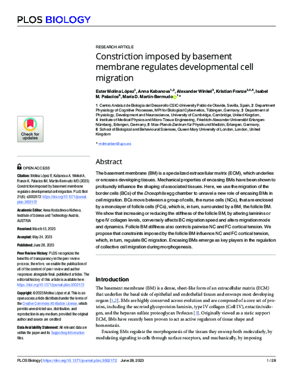 (PDF) Constriction imposed by basement membrane regulates developmental ...