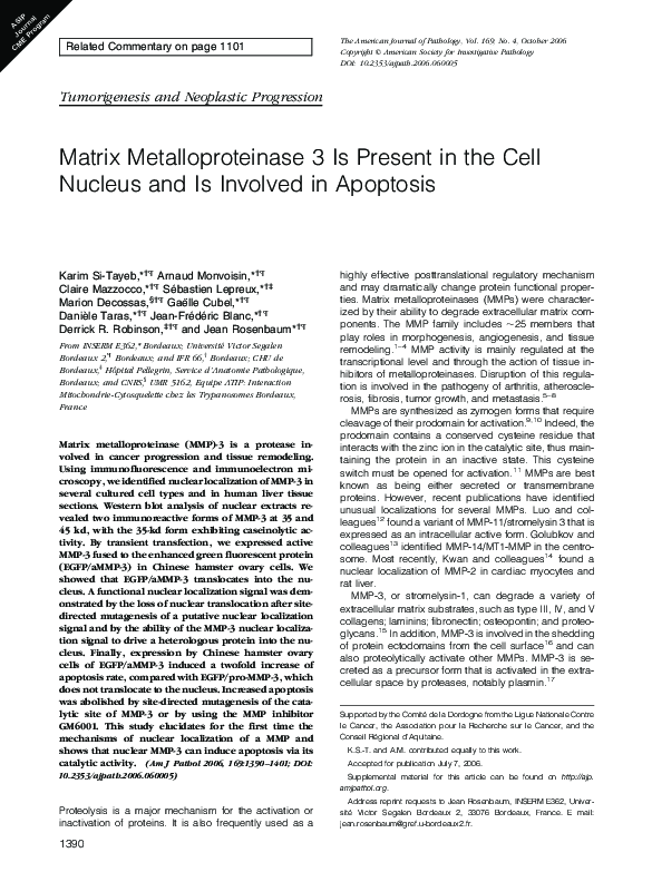 (PDF) Matrix Metalloproteinase 3 Is Present in the Cell Nucleus and Is ...
