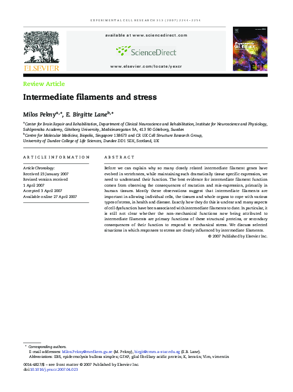 (PDF) Intermediate filaments and stress