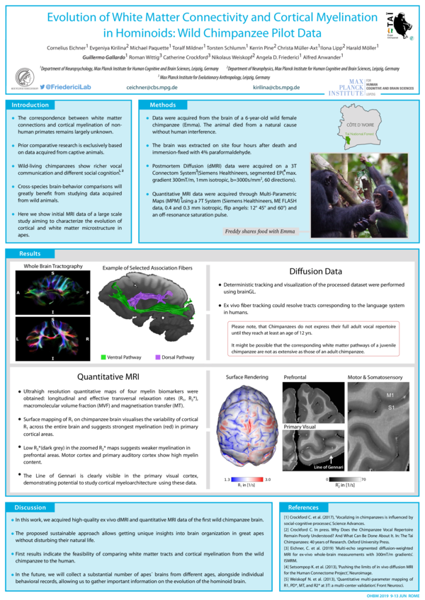 (PDF) Evolution of white matter connectivity and cortical myelination ...