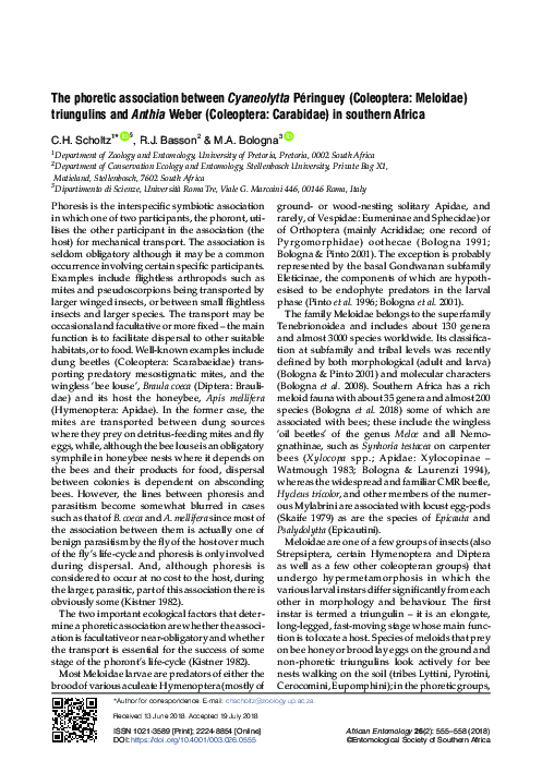 (PDF) The Phoretic Association between Cyaneolytta Péringuey ...