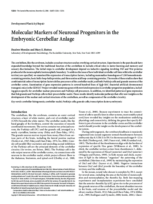 (PDF) Molecular Markers of Neuronal Progenitors in the Embryonic ...