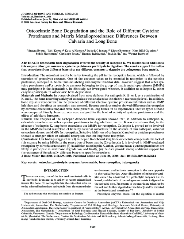 (PDF) Osteoclastic Bone Degradation and the Role of Different Cysteine ...