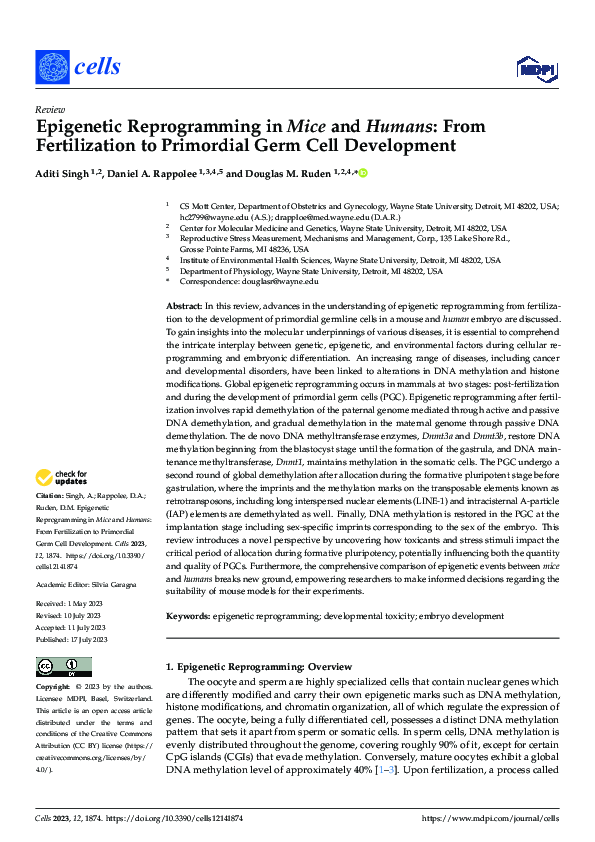 (PDF) Epigenetic Reprogramming in Mice and Humans: From Fertilization ...